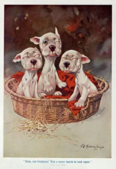 Studdy - Three newborn puppies slowly open their eyes Studdy - Three newborn puppies slowly open their eyes