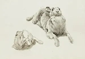 Prints of Pencil studies of a hare by Raymond Sheppard Hare Prints: Pencil Studies of a Hare Print by Raymond Sheppard