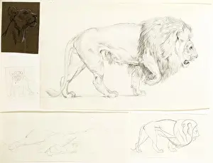 Wild Animal Art Prints: Studies of lions