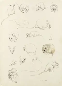 Studies of Mice Print by Raymond Sheppard