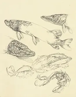 Historical Fish Illustration Prints: Studies of pike