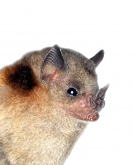 Sturnira lilium parvidens, yellow-shouldered bat Sturnira lilium parvidens, yellow-shouldered bat