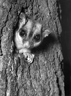 Prints of A Sugar Glider (or Flying Sugar), a small gliding possum, native to eastern and northern mainland Australia. Date: 1960s Sugar Glider Prints: Sugar Glider Print, Eastern Australia 1960s