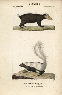 Javanensis Javanensis