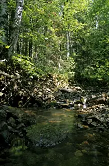 Small Stream Photography Prints: Sunlight on small stream in a forest, typical mixed