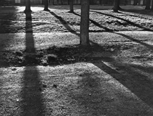 Framed Print : Sunlight through Tree Trunks Print Framed Print : Sunlight through Tree Trunks Print