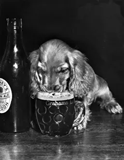 1950s Print: Susi Drinking Beer