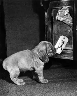 Vintage Pet Photos Prints: Susi - finding a bone with her name on it