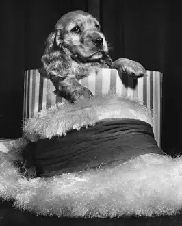 Cute Puppy Images Prints: Susi - with hat and hatbox