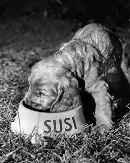 Susi - 1950s Print by Susi