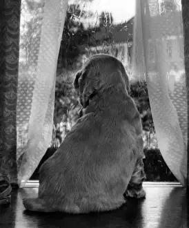 Funny Dog Moments Prints: Susi - looking through a window