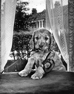 Vintage Puppy Photos Prints: Susi - sitting by the window
