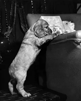Vintage Puppy Photos Prints: Susi - at the side of a sofa
