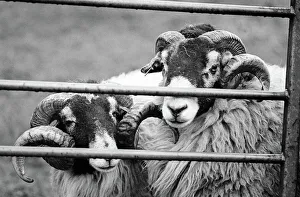 Two Swaledale rams behind a farm gate, Coverdale Two Swaledale rams behind a farm gate, Coverdale