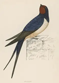Nature Photography For Sale Prints: Swallow (Morris)