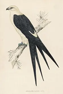 Accipitriformes Prints: American Swallow-Tailed Kite Print