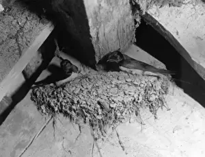 Retro Bird Photography Prints: Swallows Nest