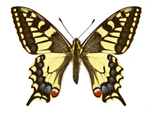 Swallowtail Butterfly Print, Natural History Museum. Art Prints
