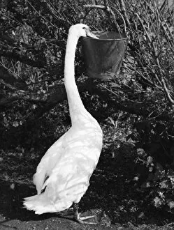 Abbotsbury Collection: Swan Eating