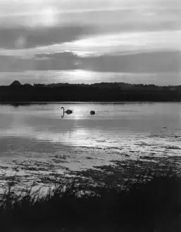 Hampshire England Landscape Prints: Swan Sunset