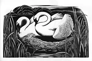 British Wildlife Pictures Prints: TWO SWANS