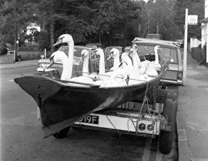 Swans in Transit Print, 1960s River Thames Scene