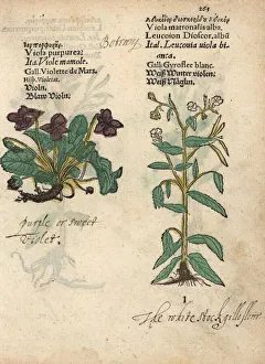 Sweet violet, Viola purpurea, and dame's violet Sweet violet, Viola purpurea, and dame's violet