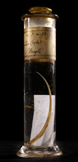 Syngnathus crinitus, banded pipefish Syngnathus crinitus, banded pipefish