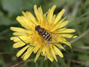 Syrphus Ribesii Prints: Syrphus ribesii, hoverfly