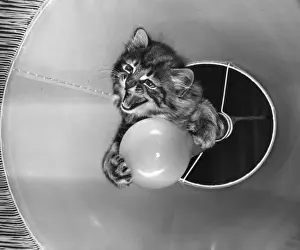 Vintage Cat Photography Prints: Tabby kitten with light bulb