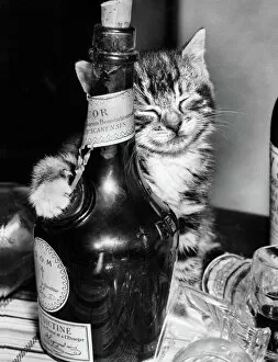 Cats Collection: Tabby kitten with liqueur bottle