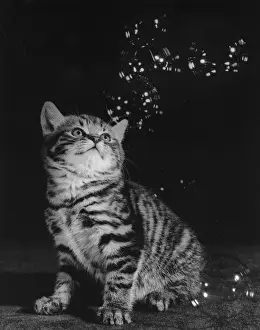 Funny Cat Pictures Prints: Tabby kitten looking up at bubbles