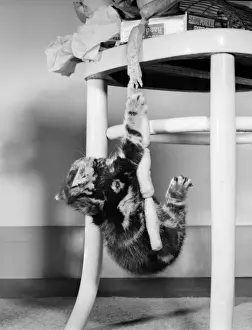 Vintage Cat Photography Prints: Tabby kitten with string of sausages