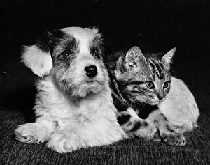 Cats Collection: Tabby kitten and terrier puppy