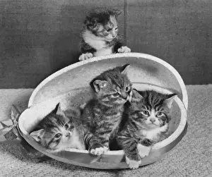 Humorous Cat Pictures Prints: Four tabby kittens with Easter egg container