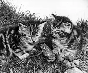 Vintage Cat Photography Prints: Two tabby kittens and a frog