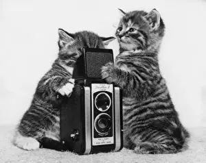 Tabby Kittens with Kodak Duaflex II Print, 1950s