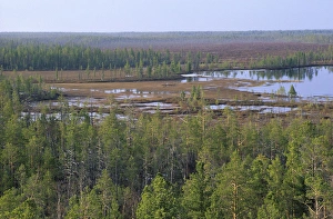 Taiga-forest and marshes near river Taz Taiga-forest and marshes near river Taz