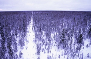 Taiga forest in winter - Old oil search cutting Taiga forest in winter - Old oil search cutting