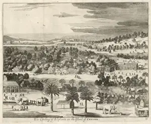 Mary Evans Prints Online Collection Prints: Taking Elephants 1671