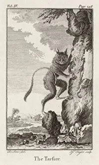 Prints of (tarsius bancanus). This is probably the Western Tarsier, which lives in the East. It is classified as a prosimian Lorisidae Prints: Western Tarsier Print - Prosimian Species