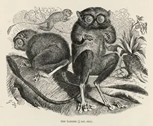 Prints of (tarsius bancanus). This is probably the Western Tarsier, which lives in the East. It is classified as a prosimian Primate Prints: Western Tarsier Print
