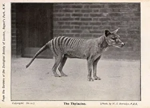 Tasmanian Tiger or Thylacine Tasmanian Tiger or Thylacine