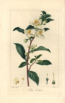 Tea, Camellia sinensis, native to China Tea, Camellia sinensis, native to China