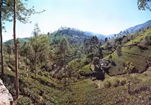 Tea Plantation Scenery Asia Prints: Tea fields, Sri Lanka