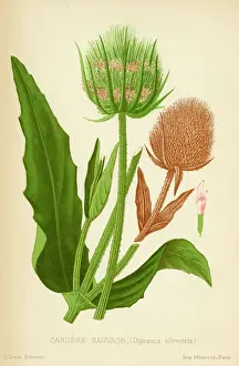 Antique Plant Illustrations Prints: TEASEL