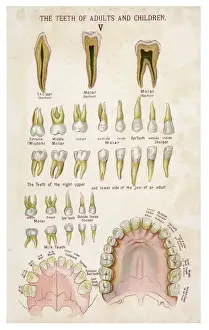 Adult and Child Teeth Print