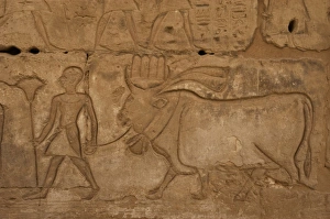 Temple of Ramses III. Priest leading a bull to slaughter. Eg Temple of Ramses III. Priest leading a bull to slaughter. Eg