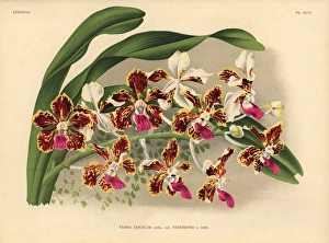 Tenebrosa variety of Vanda tricolor hybrid orchid Tenebrosa variety of Vanda tricolor hybrid orchid
