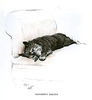 Terrier Breeds Prints: Terrier lying on a sofa